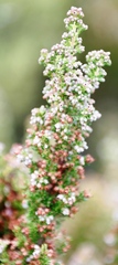 Erica hispidula