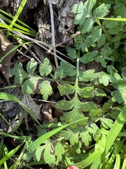 Nemophila phacelioides