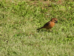 Cyanoloxia brissonii