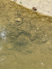 Synbranchus marmoratus