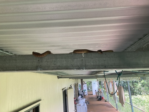 Brown Tree Snake sighting