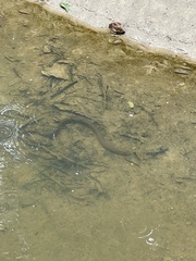 Synbranchus marmoratus