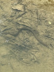 Synbranchus marmoratus