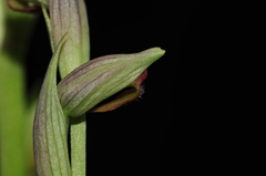 Serapias parviflora