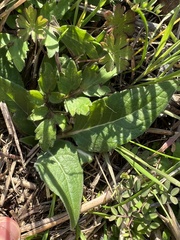Silphium radula