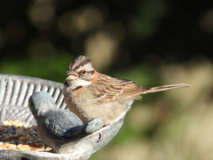 Zonotrichia capensis