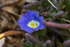 Nolana paradoxa