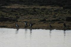 Phalacrocorax carbo
