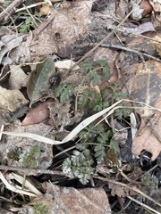 Chaerophyllum procumbens