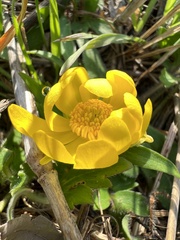 Ranunculus fascicularis