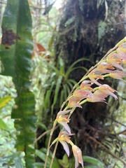 Pleurothallis restrepioides