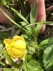Ranunculus fascicularis