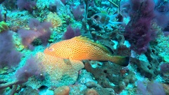Epinephelus guttatus
