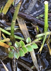 Cardamine pratensis