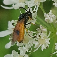 Arge melanochra