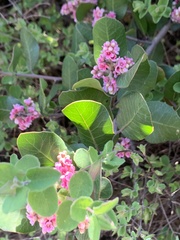 Rhus integrifolia