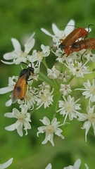 Arge melanochra