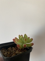 Sedum adolphi