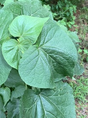 Ageratina petiolaris