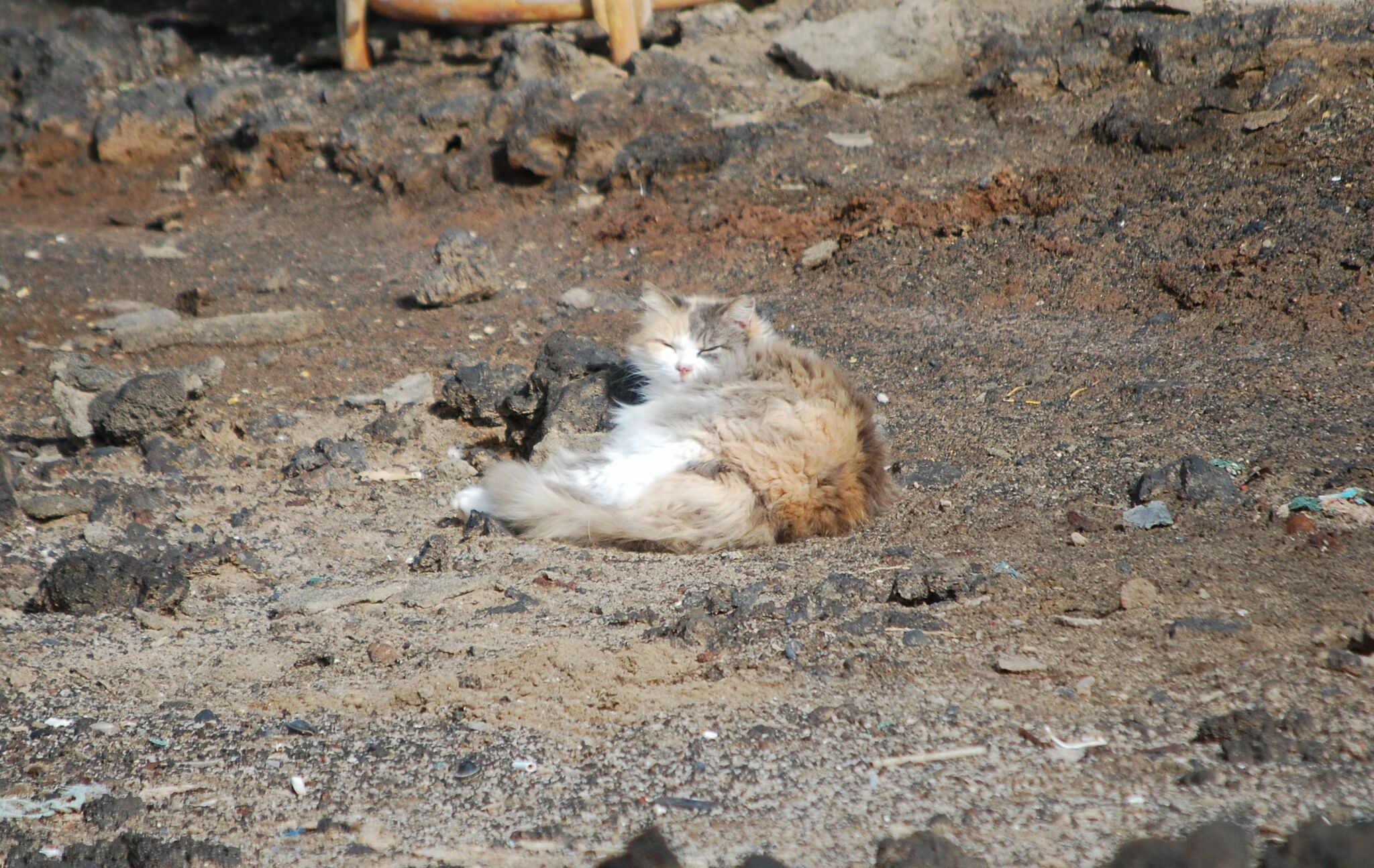 Gato