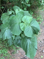 Ageratina petiolaris