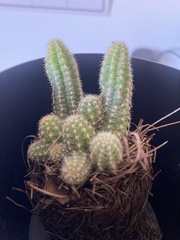 Trichocereeae