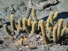 Brachycereus nesioticus