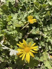 Arctotheca prostrata