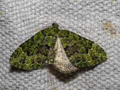 Austrocidaria erasta