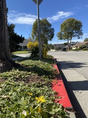 Arctotheca prostrata