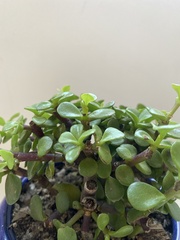 Plectranthus verticillatus