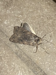 Agrotis malefida