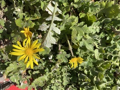 Arctotheca prostrata