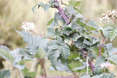 Rubus affinis