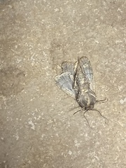 Agrotis malefida