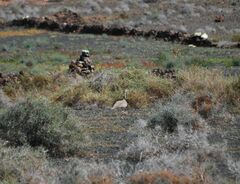 Chlamydotis undulata