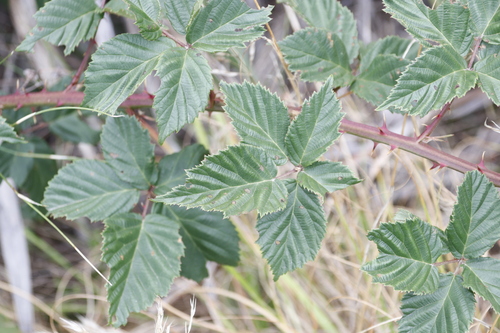 Image of Rubus affinis by (c) Tony Rebelo, some rights reserved (CC BY-SA)