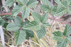 Rubus affinis