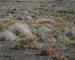 Chlamydotis undulata