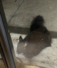 Trichosurus vulpecula fuliginosus