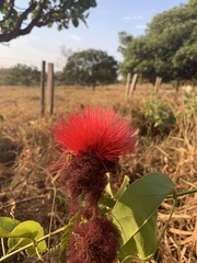 Calliandra dysantha