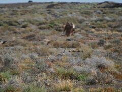 Chlamydotis undulata