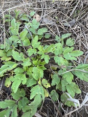 Ranunculus macranthus