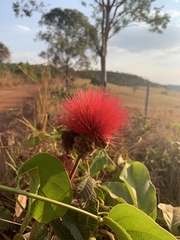 Calliandra dysantha