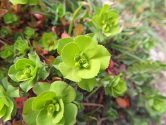 Euphorbia helioscopia