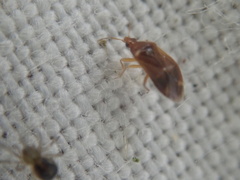 Cardiastethus fasciiventris