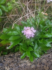 Scabiosa nitens