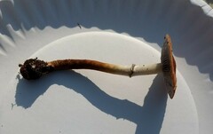 Leratiomyces squamosus thraustus