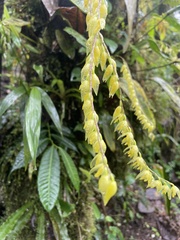 Pleurothallis restrepioides