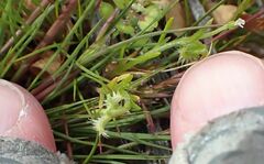 Pectocarya recurvata